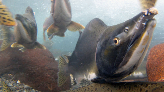 Pink salmon in the Cheakamus River