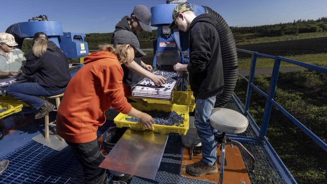 Kids sorting out berries