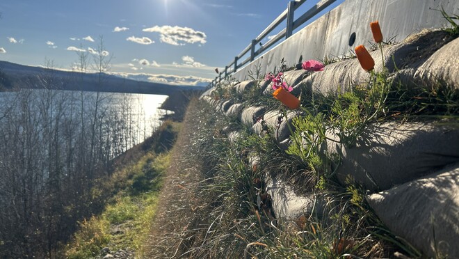 Flowers growing at the side of the road near a river bank