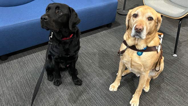 A guide and service dog on the job at a BC Hydro office.