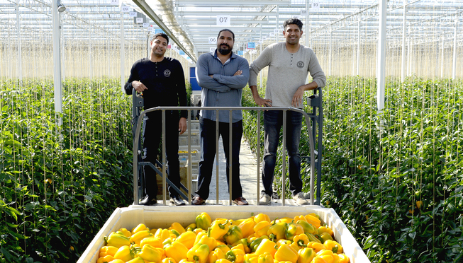 Team members in a greenhouse surrounded by ripening tomatoes.