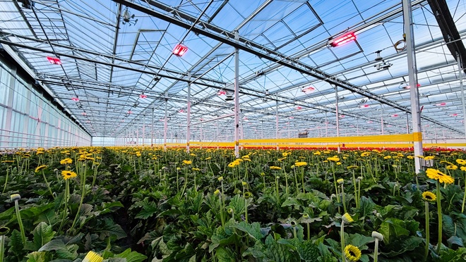 Greenhouse full of flowers.