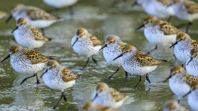 A flock of birds wading through shallow water