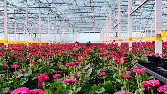 greenhouse of flowers
